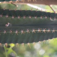 Cereus repandus (L.) Mill.